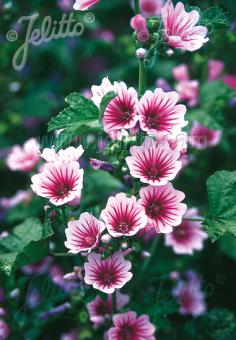 Malva sylvestris Zebrina - Champion Plants