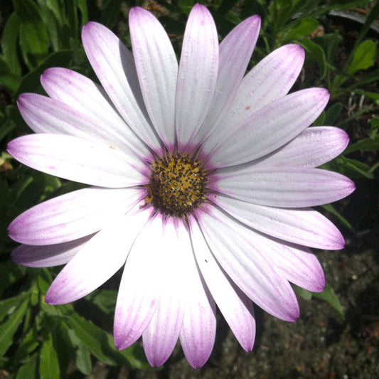 Osteospermum Pale Face (Lady Leitrim) - Champion Plants