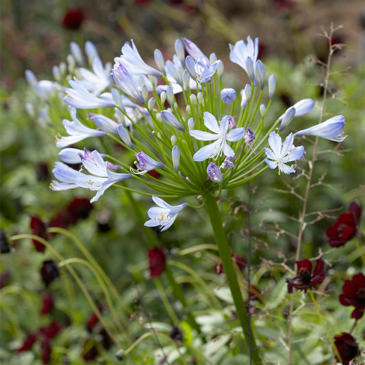 Agapanthus Big Blue - Champion Plants