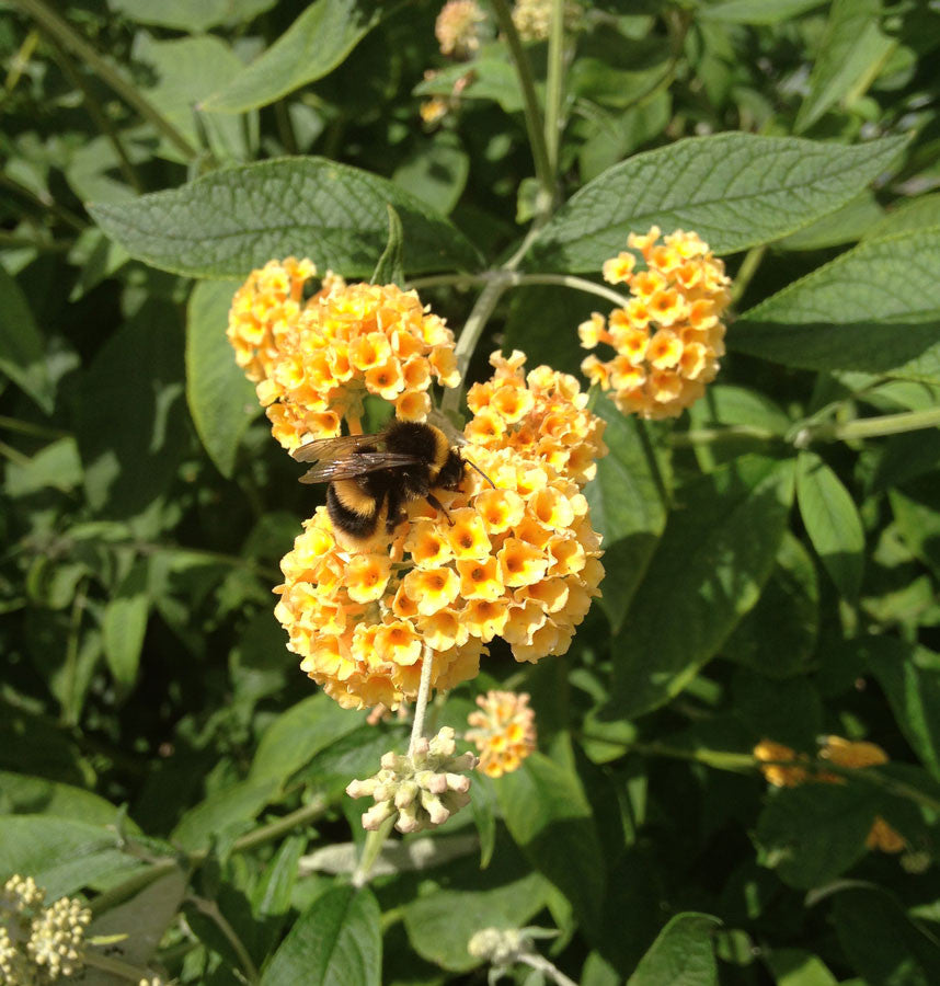 Buddleja (Buddleia) x weyeriana Sungold - AGM - Champion Plants