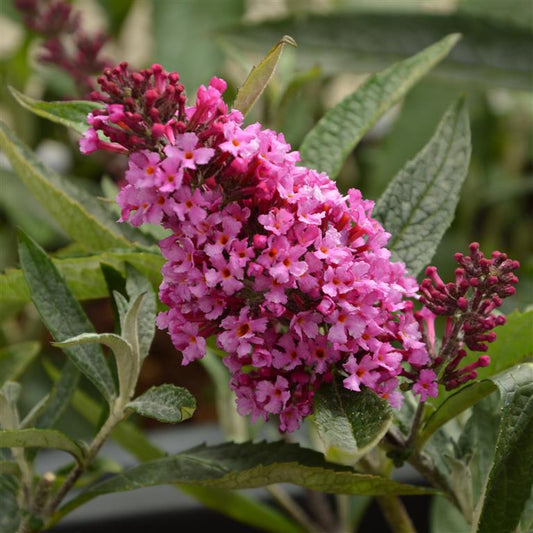 Buddleja (Buddleia) davidii Buzz Candy Pink - Dwarf Buddleja - Champion Plants