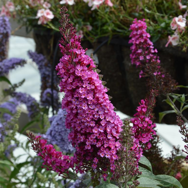 Buddleja (Buddleia) davidii Buzz Hot Raspberry - Dwarf Buddleja - Champion Plants