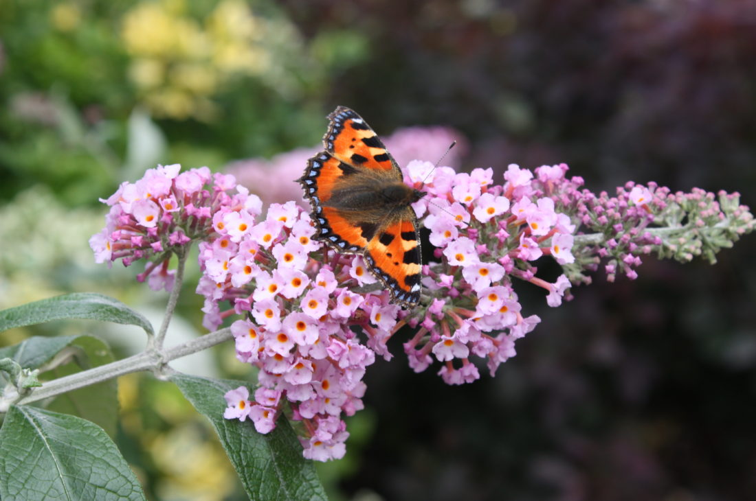 Buddleja (Buddleia) x weyeriana Pink Pagoda - Champion Plants