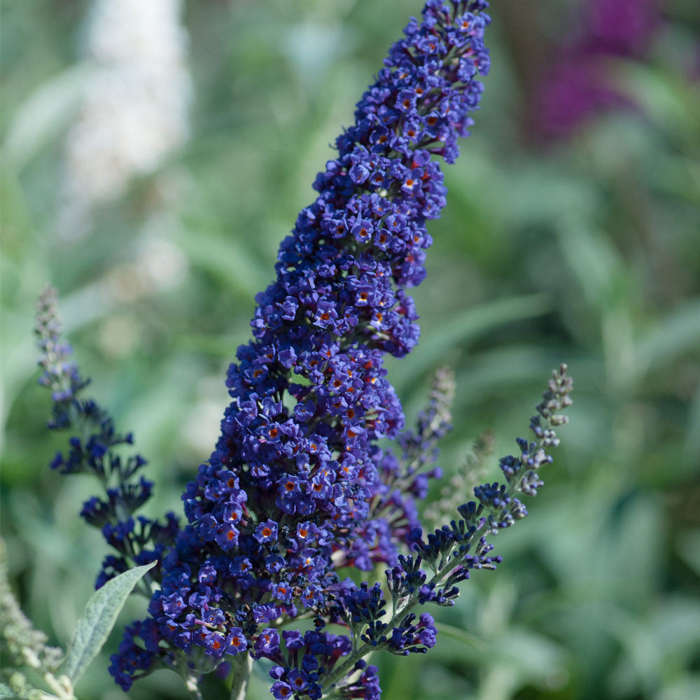 Buddleja (Buddleia) davidii Buzz Indigo - Dwarf Buddleja - Champion Plants