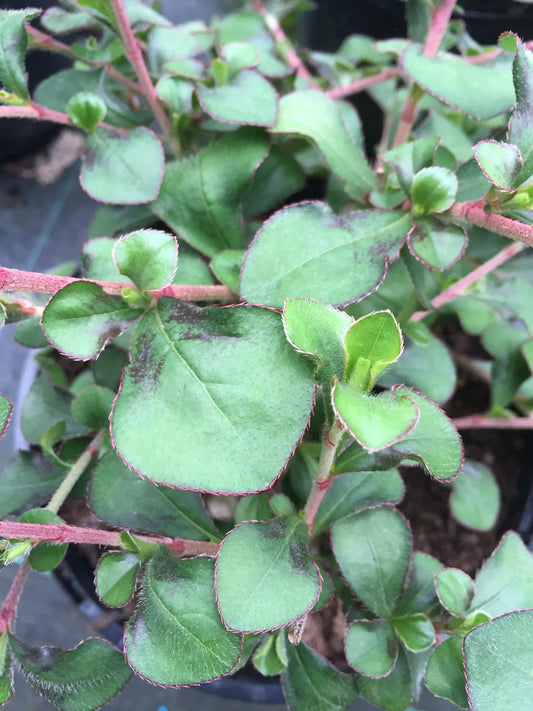 Ceratostigma griffithii - Champion Plants