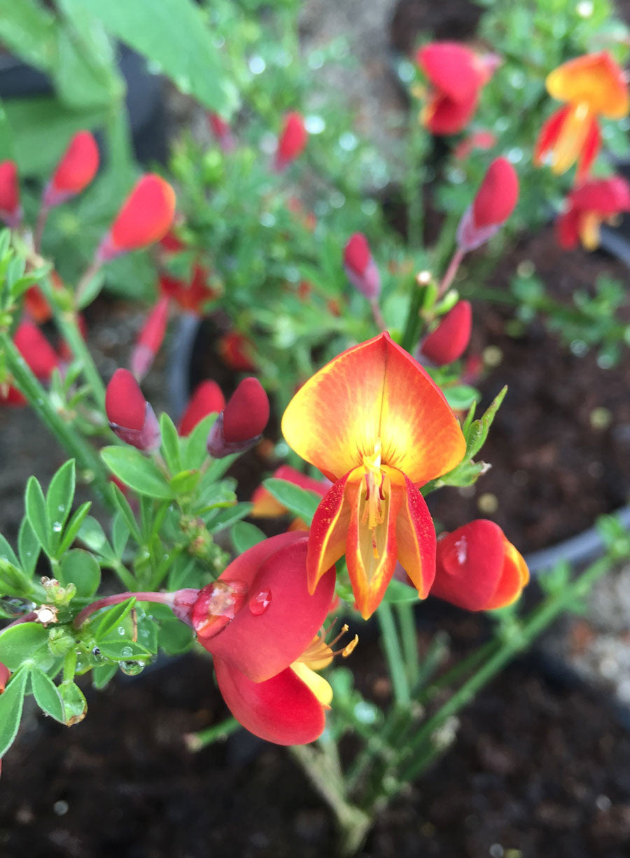 Cytisus Lena - AGM - Champion Plants