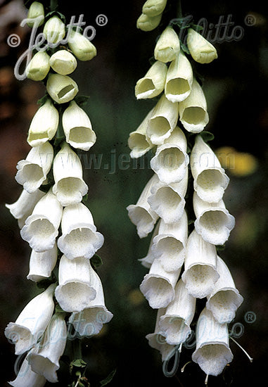 Digitalis purpurea Snow Thimble - Champion Plants