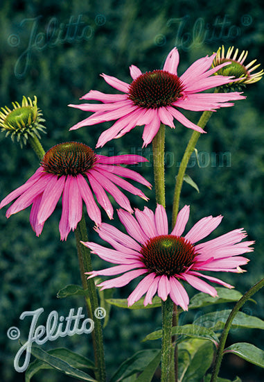 Echinacea purpurea Baby Swan Pink - Champion Plants