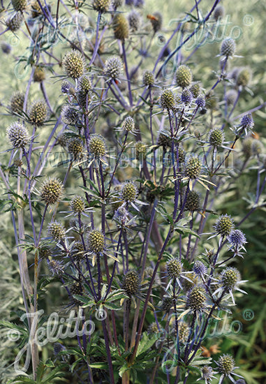 Eryngium planum - Champion Plants