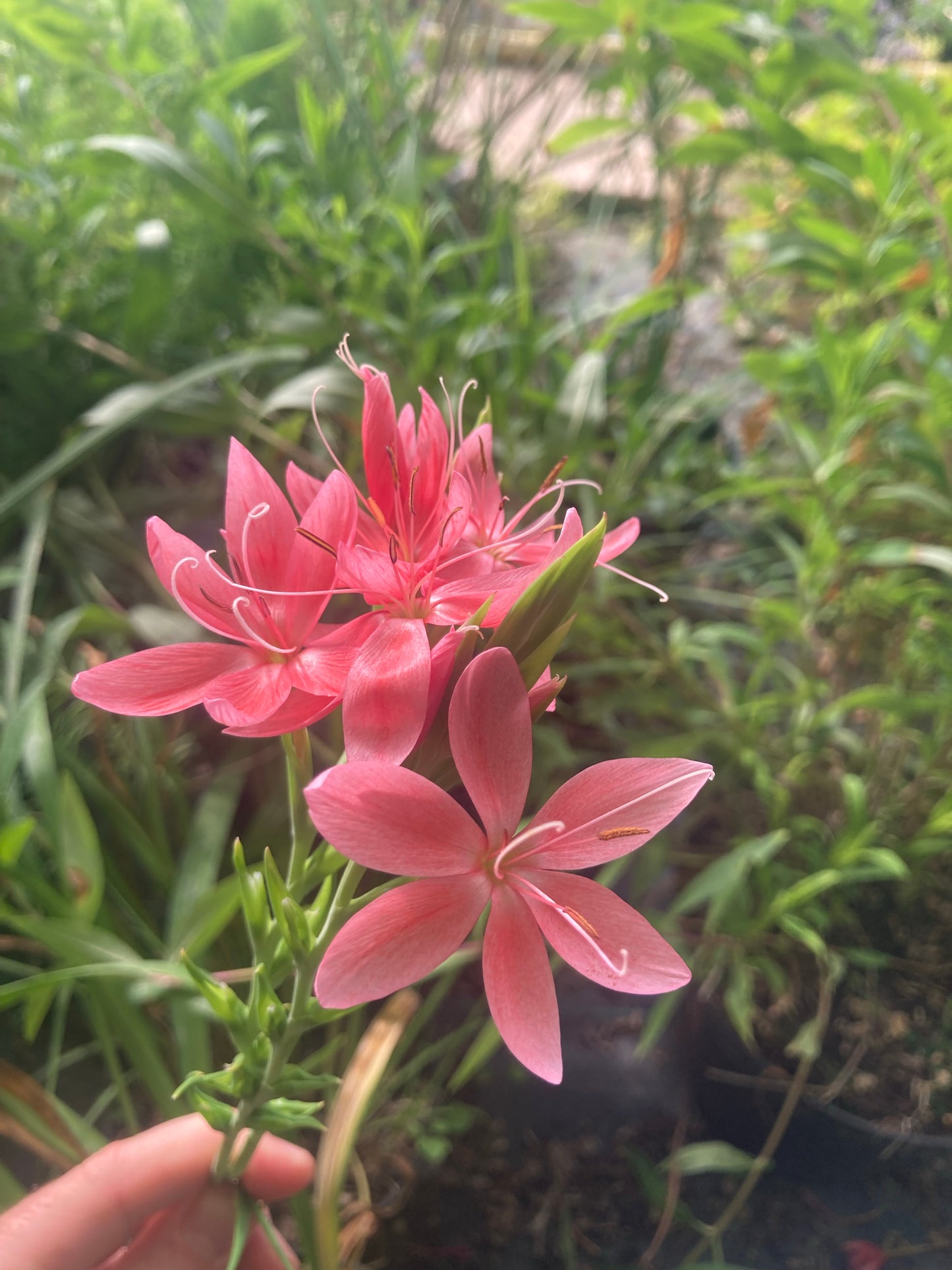 Hesperantha coccinea 'Fenland Daybreak' - Champion Plants