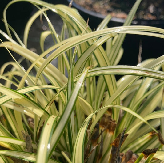 Carex oshimensis Evergold - Champion Plants