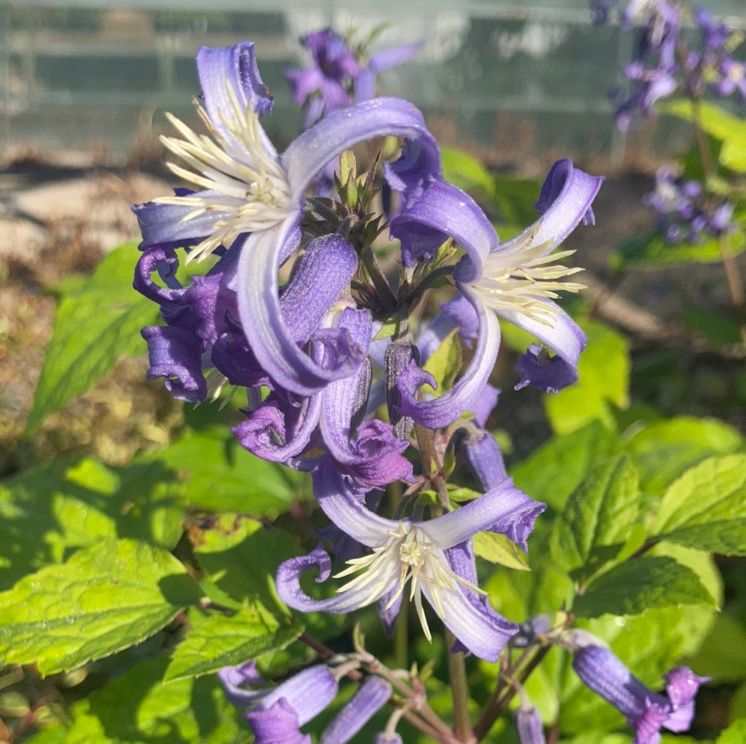 Clematis heracleifolia Cote d'Azur - Champion Plants