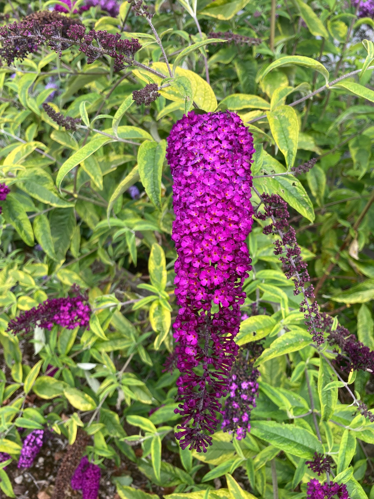 Buddleja (Buddleia) davidii Santana - Champion Plants