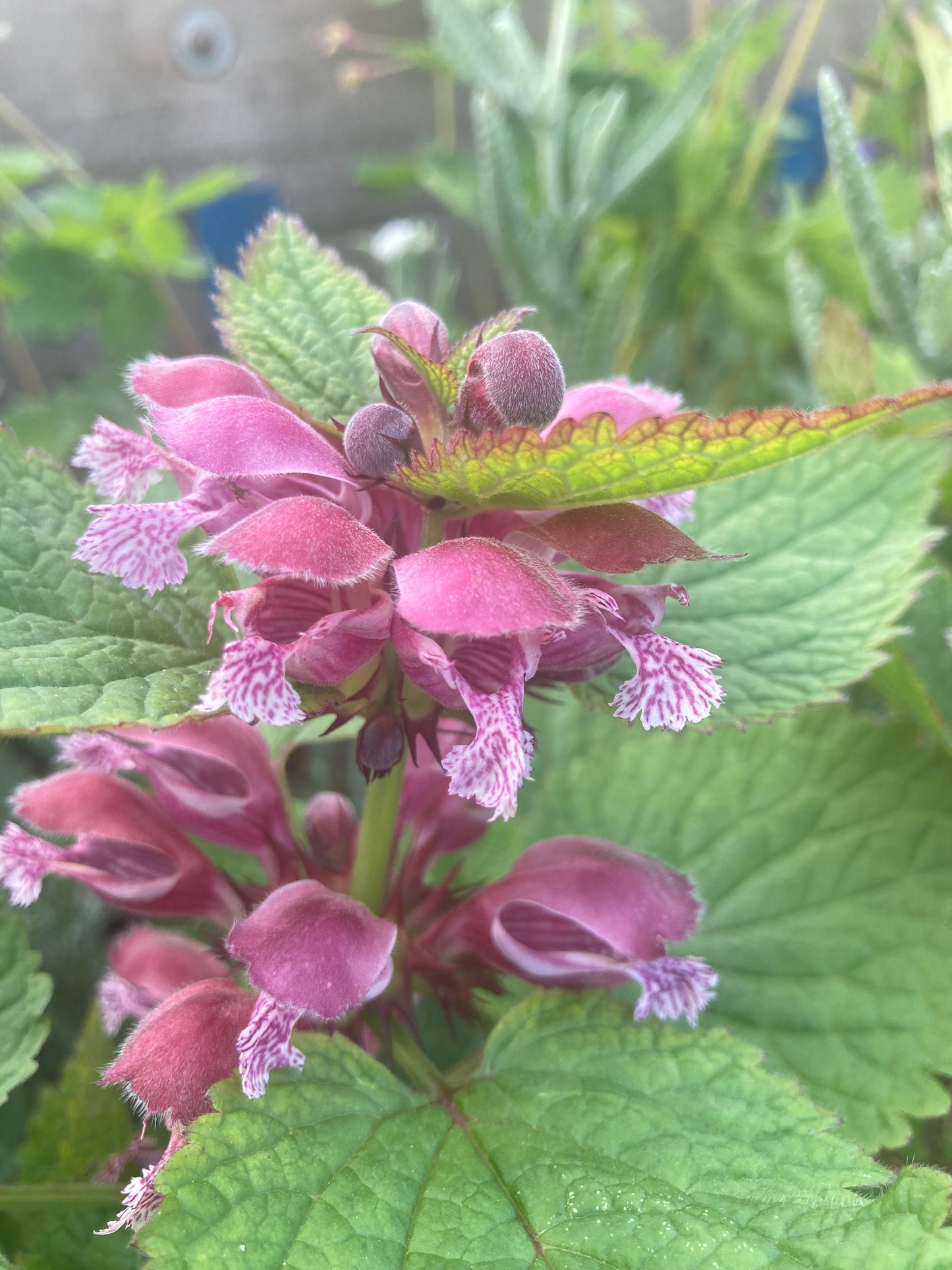 Lamium orvala - Champion Plants