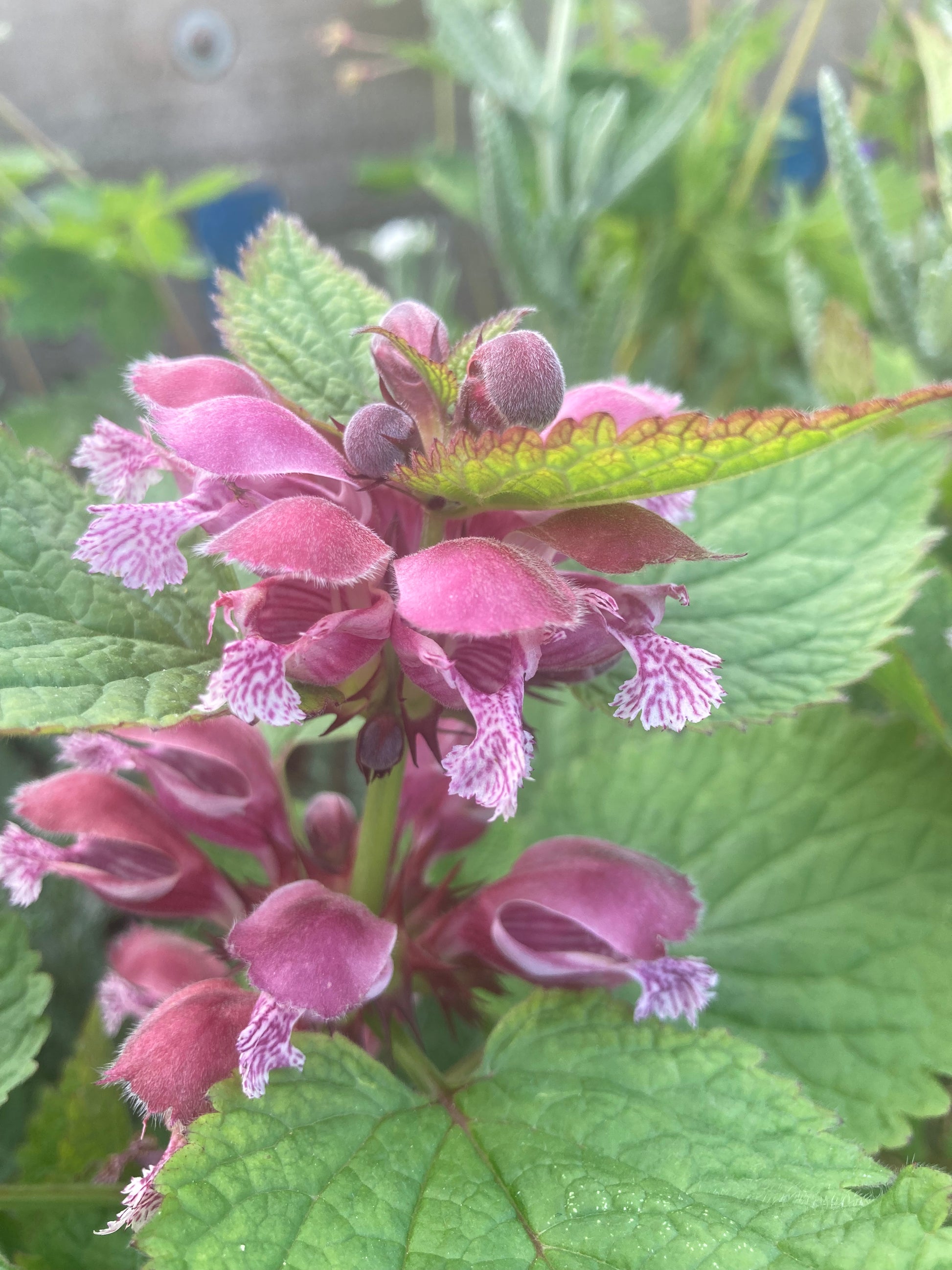Lamium orvala - Champion Plants
