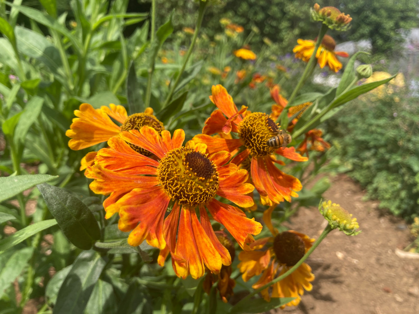 Helenium Waltraut - AGM - Champion Plants