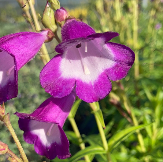 Penstemon Pensham Czar - Champion Plants