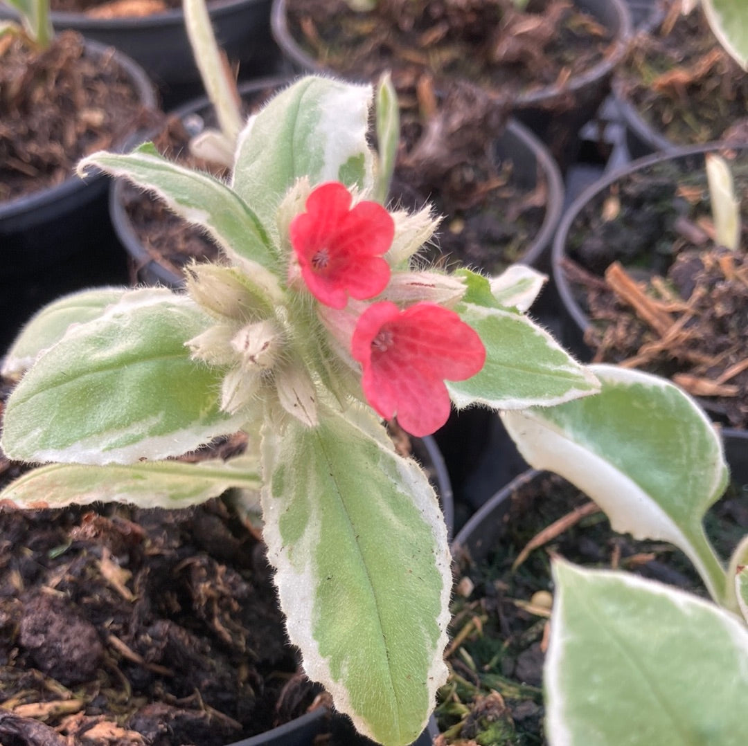 Pulmonaria David Ward - Champion Plants