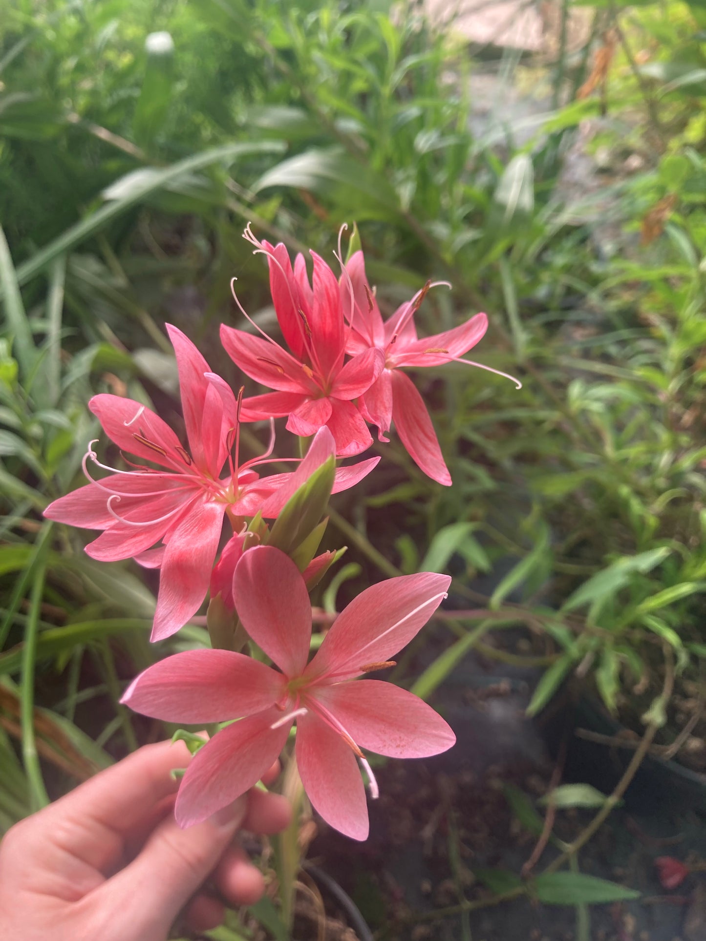 Hesperantha coccinea 'Fenland Daybreak' - Champion Plants