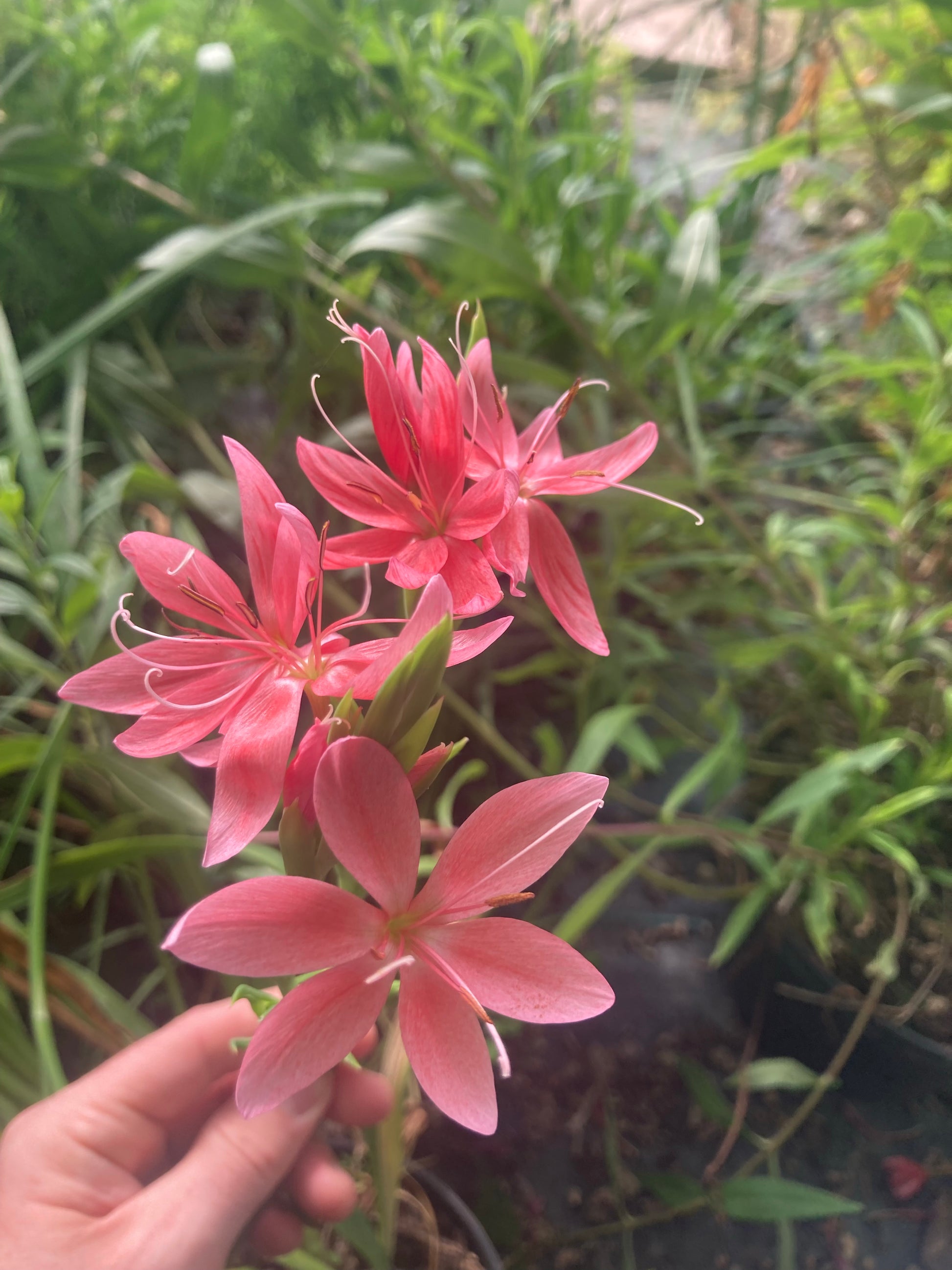 Hesperantha coccinea 'Fenland Daybreak' - Champion Plants