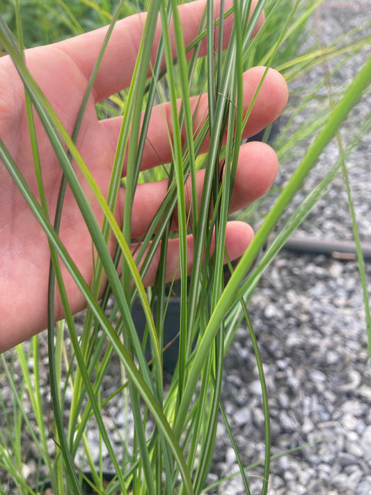 Miscanthus Klein - Champion Plants