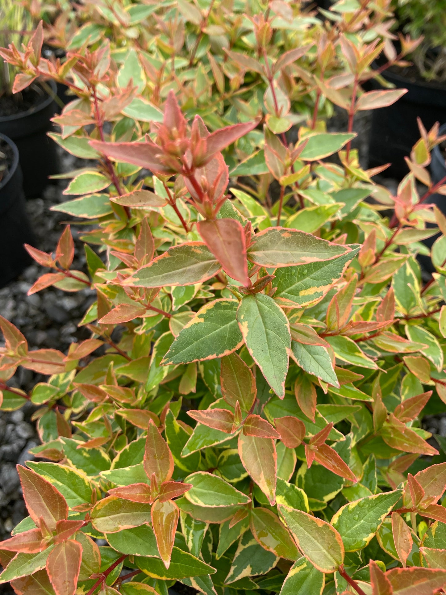 Abelia grandiflora Lady Liberty - Champion Plants