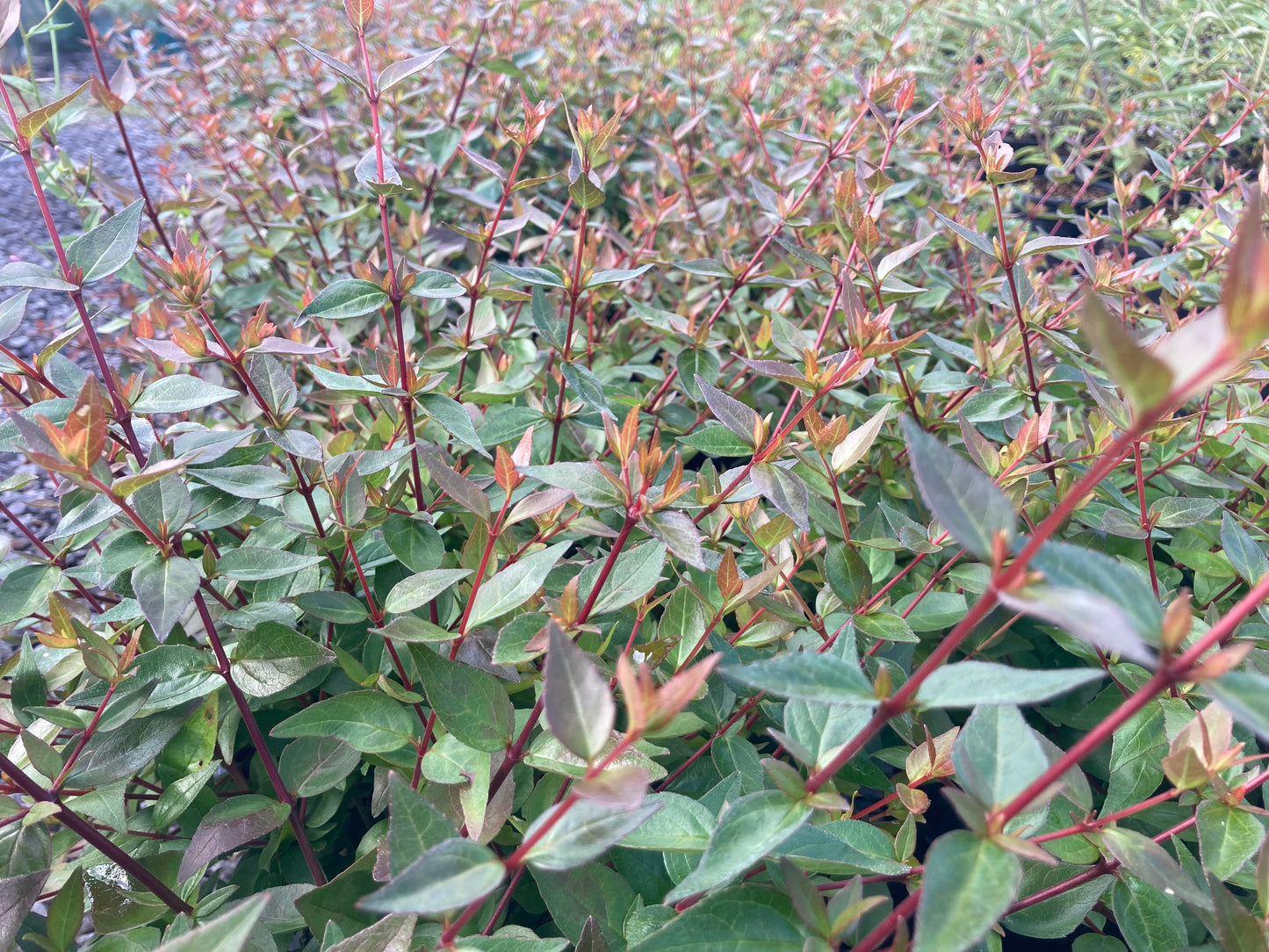 Abelia grandiflora - Champion Plants
