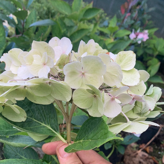 Hydrangea macrophylla 'Madame Emile Mouillère'  - AGM - Champion Plants