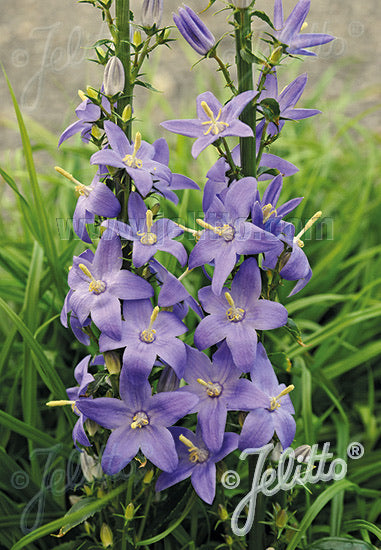 Campanula pyramidalis - Champion Plants