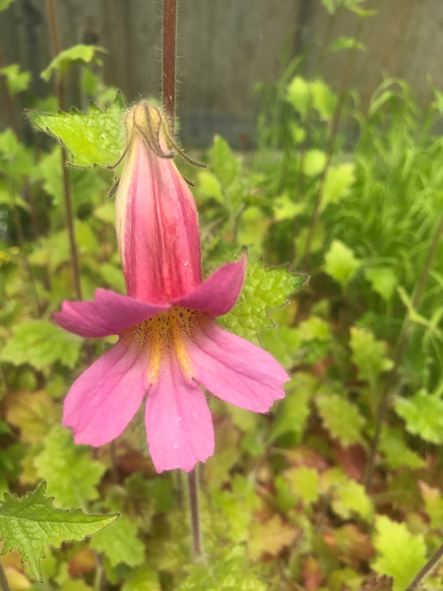 Rehmannia elata - AGM - Champion Plants