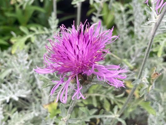 Centaurea Silver Feather - Champion Plants
