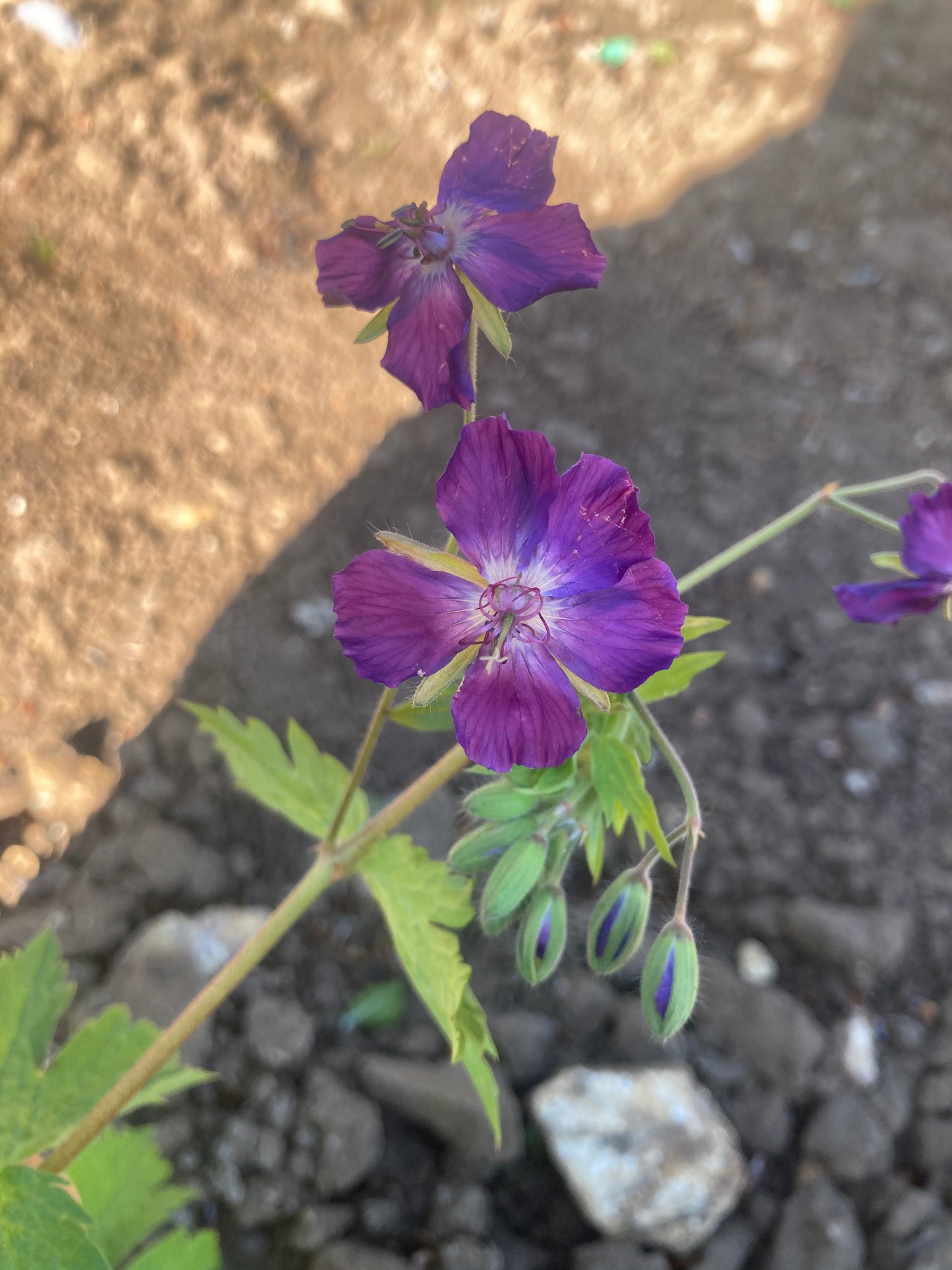 Geranium phaeum Lily Lovell - Champion Plants