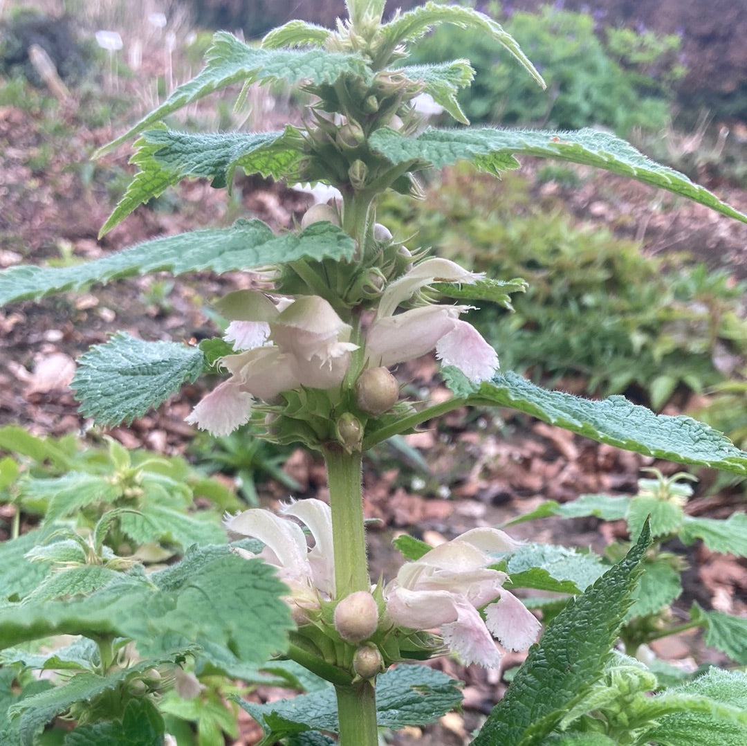 Lamium orvala Album - Champion Plants