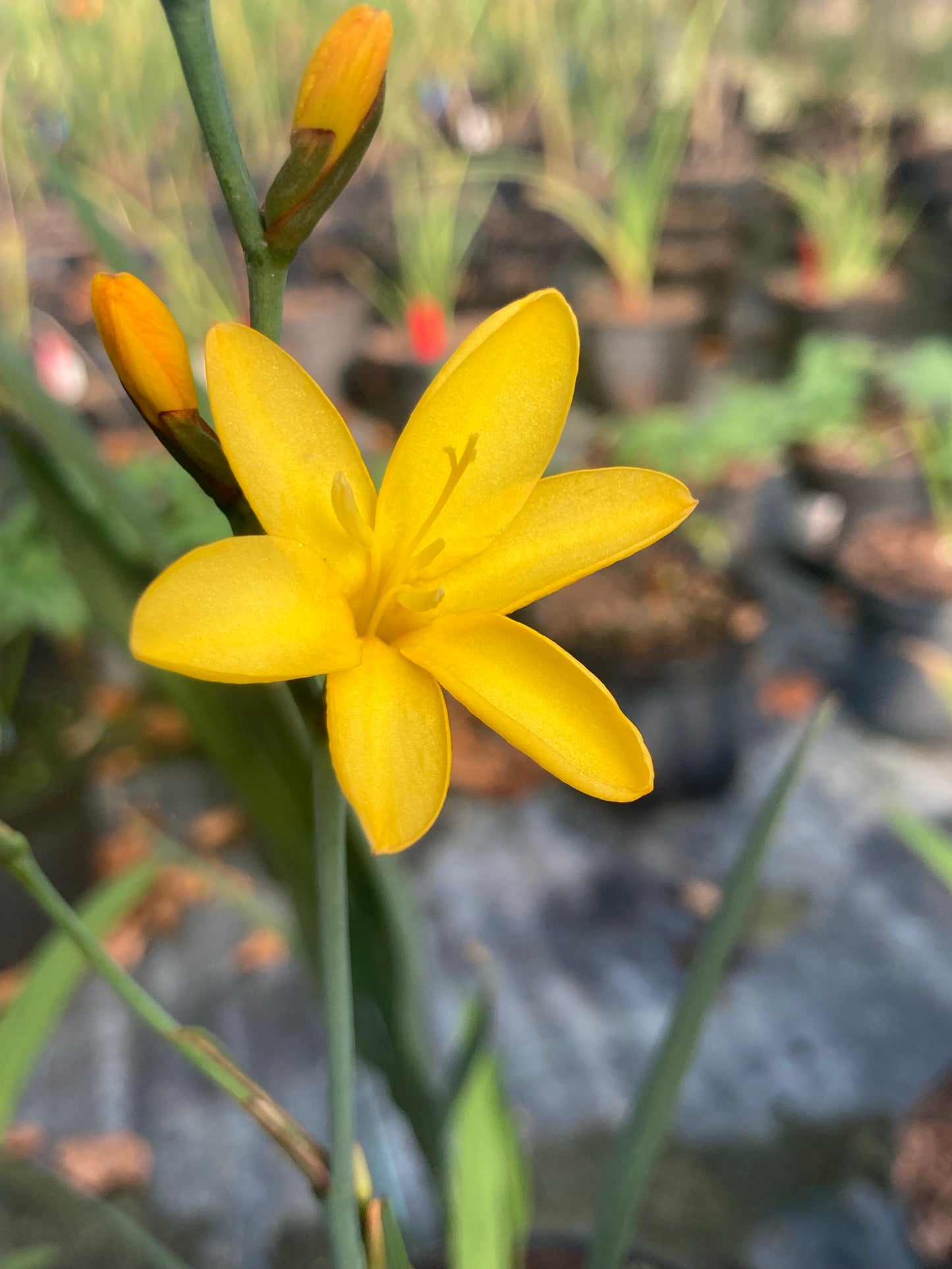 Crocosmia × crocosmiiflora 'Solfatare' - Champion Plants