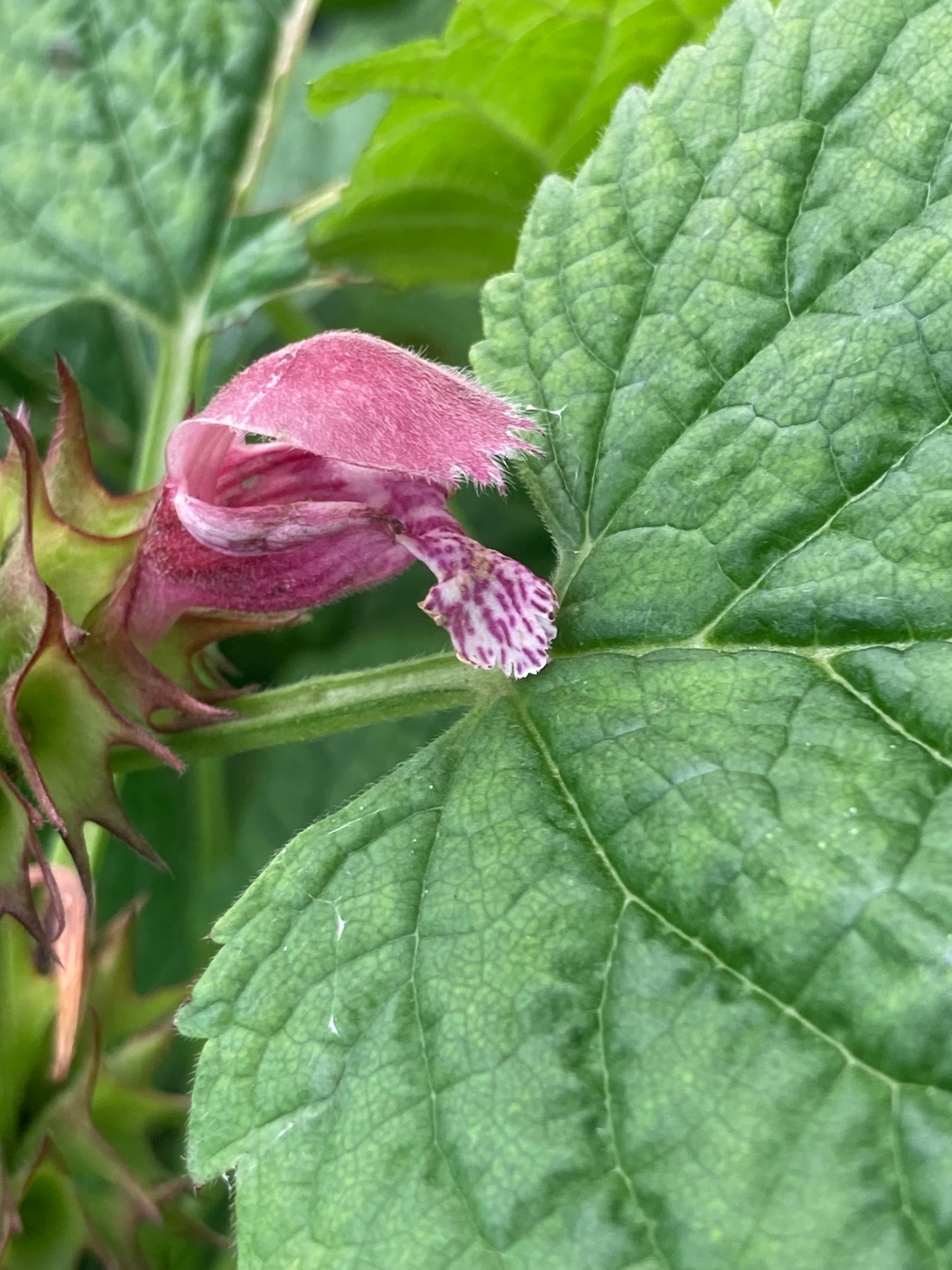 Lamium orvala - Champion Plants