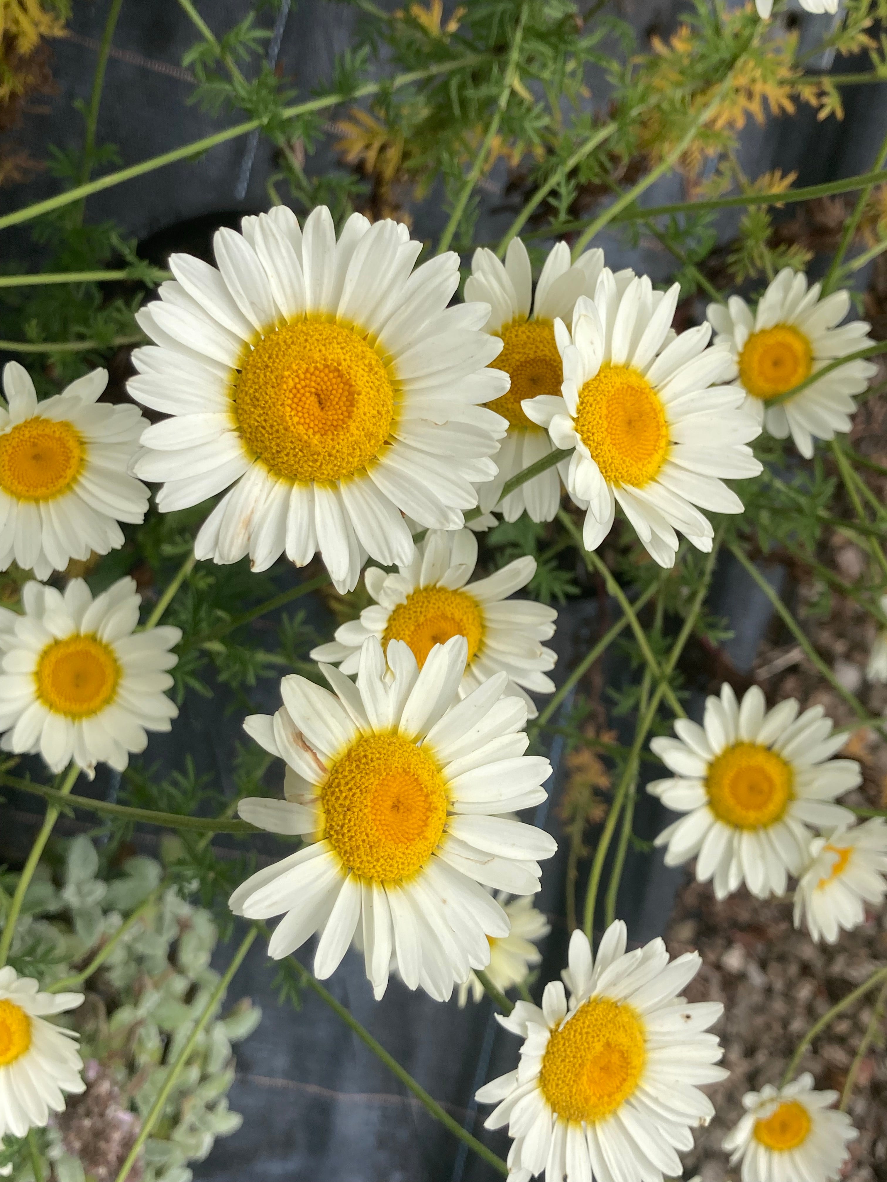 Anthemis tinctoria 'Sauce Hollandaise' – Champion Plants Anthemis tinctoria 'Sauce Hollandaise' – Champion Plants