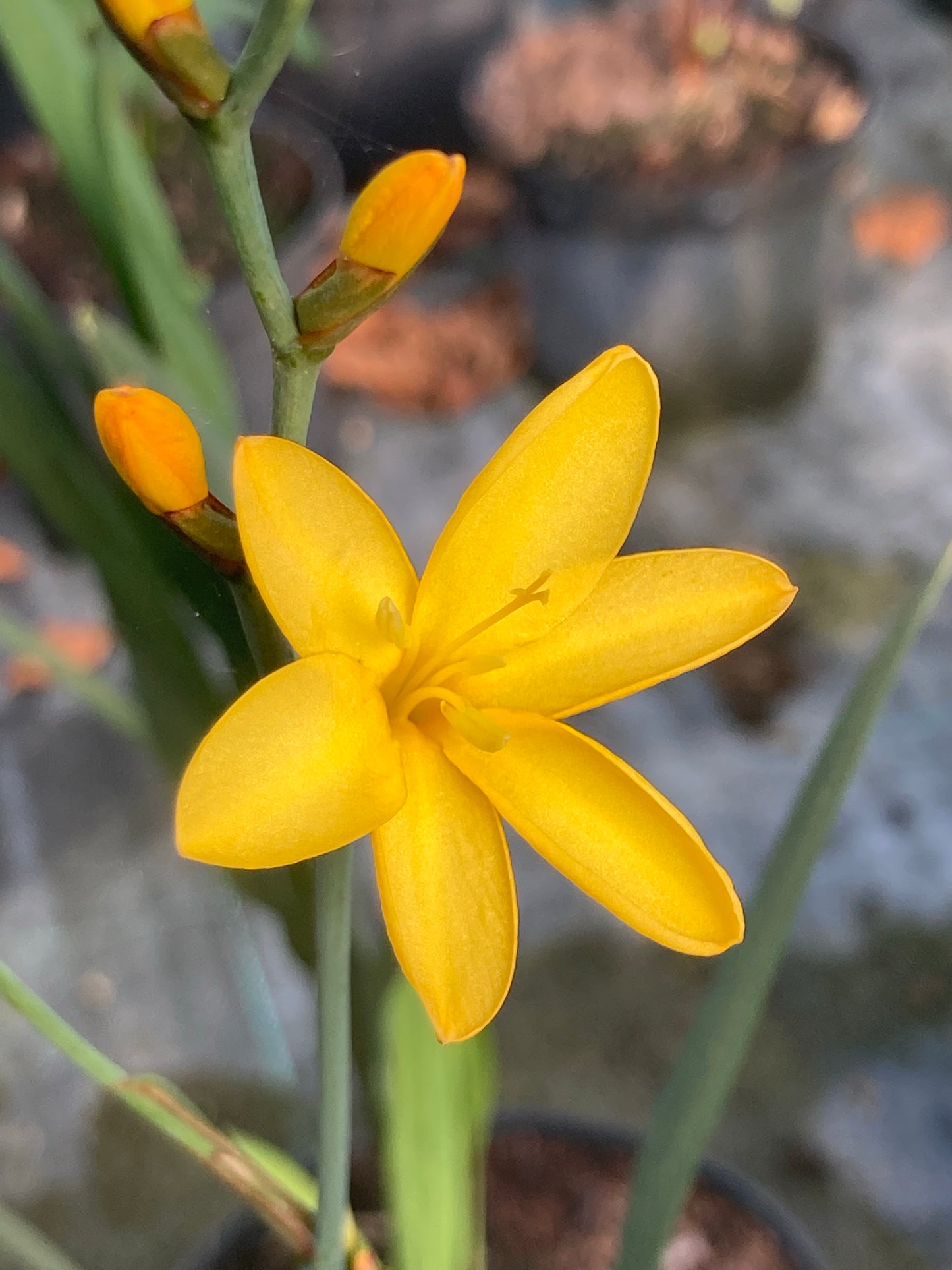 Crocosmia × crocosmiiflora 'Solfatare' - Champion Plants