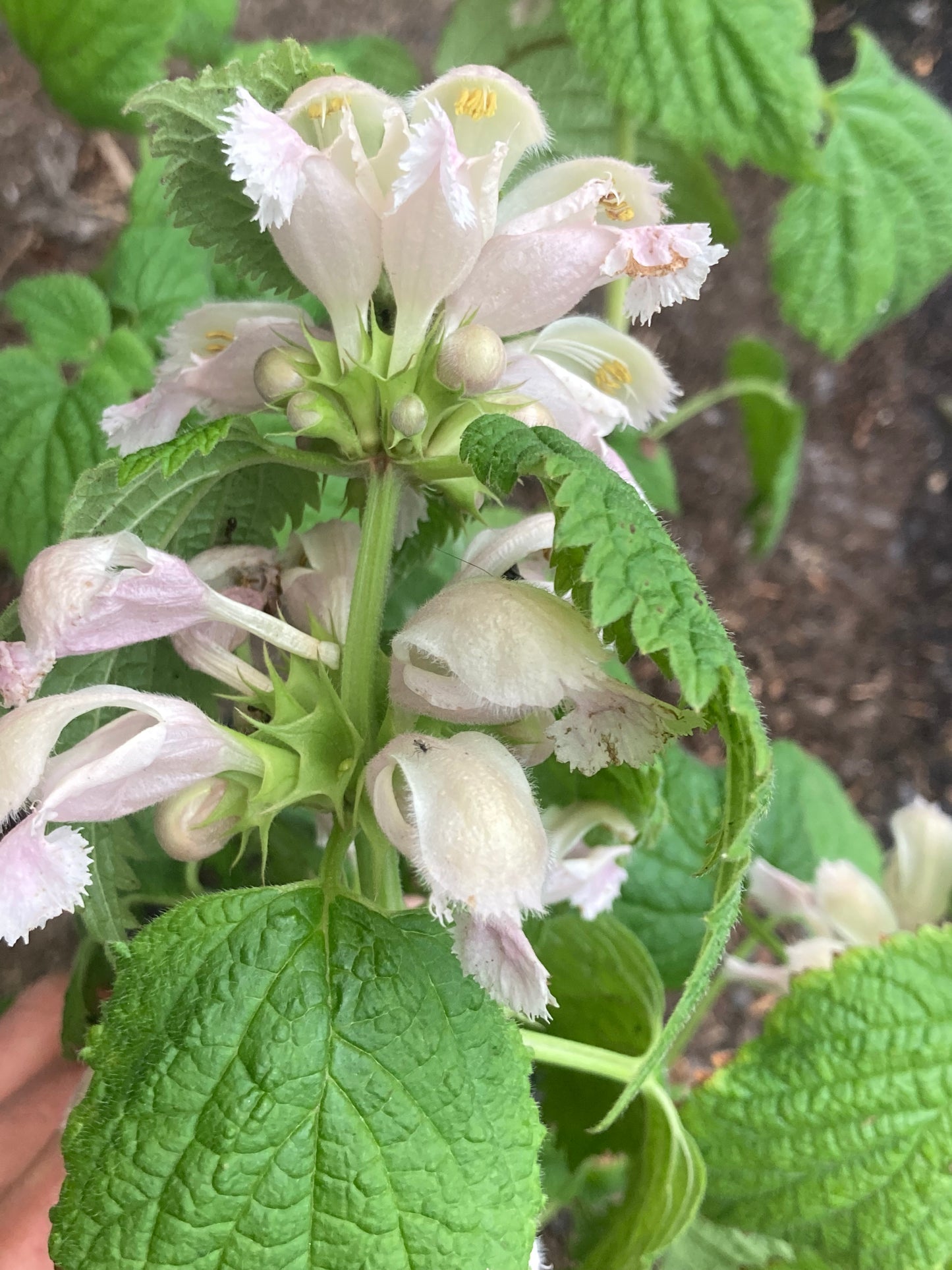 Lamium orvala Album - Champion Plants