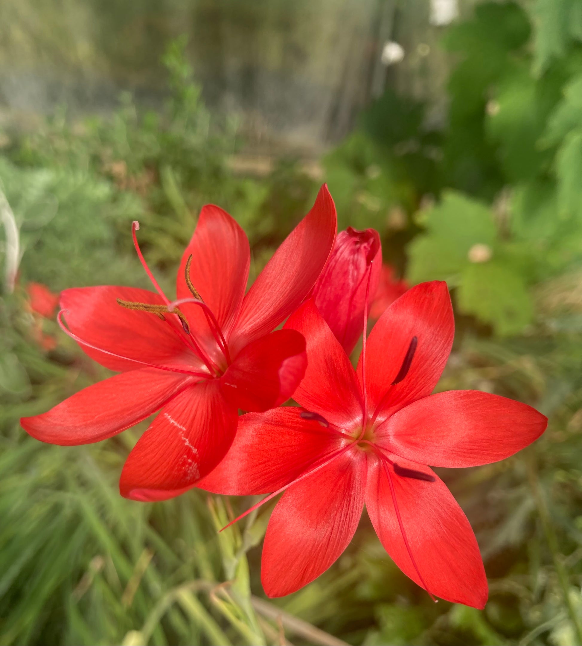 Hesperantha coccinea 'Major' - AGM - Champion Plants