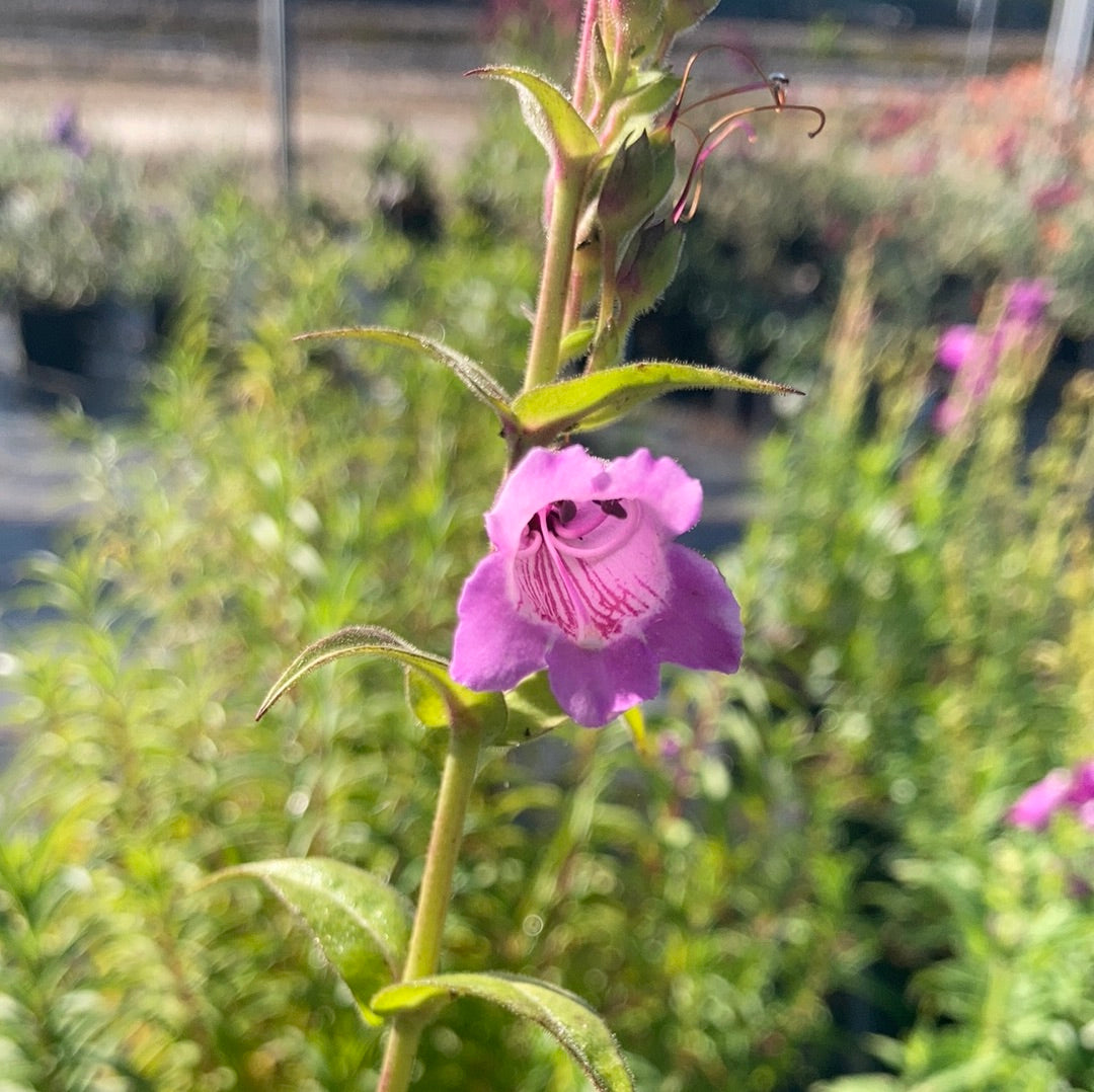 Penstemon Sour Grapes - Champion Plants