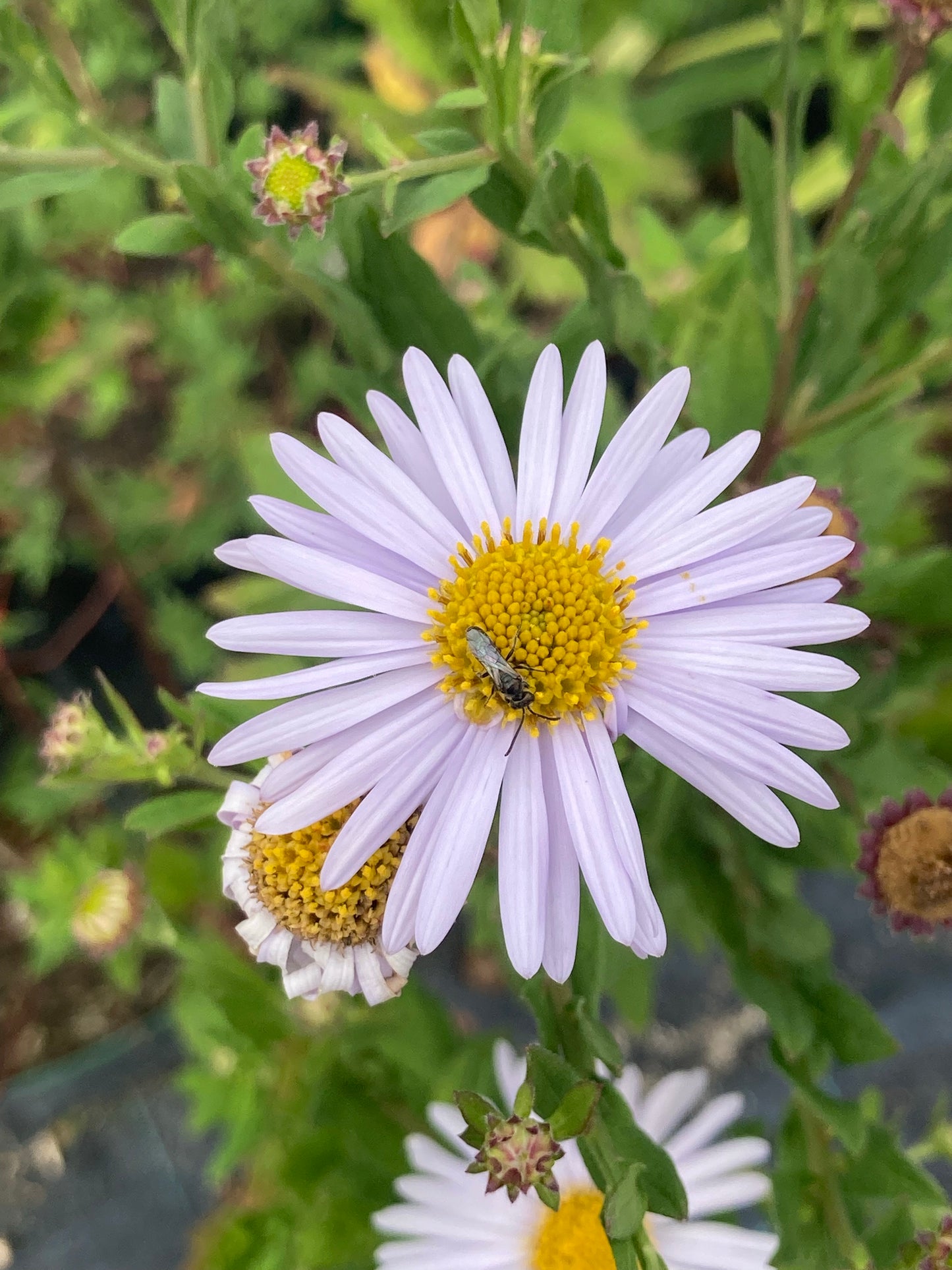 Kalimeris incisa 'Madiva' - Champion Plants