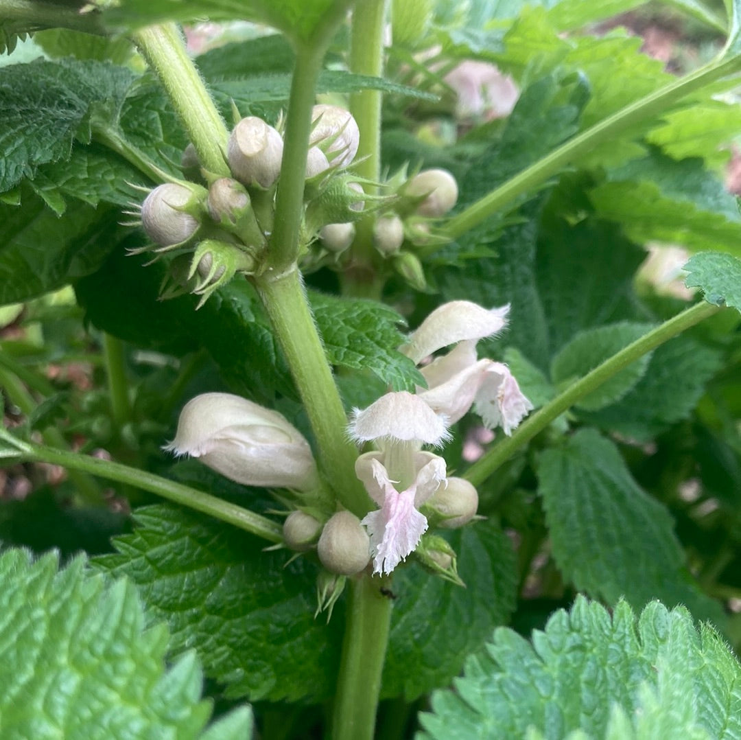 Lamium orvala Album - Champion Plants