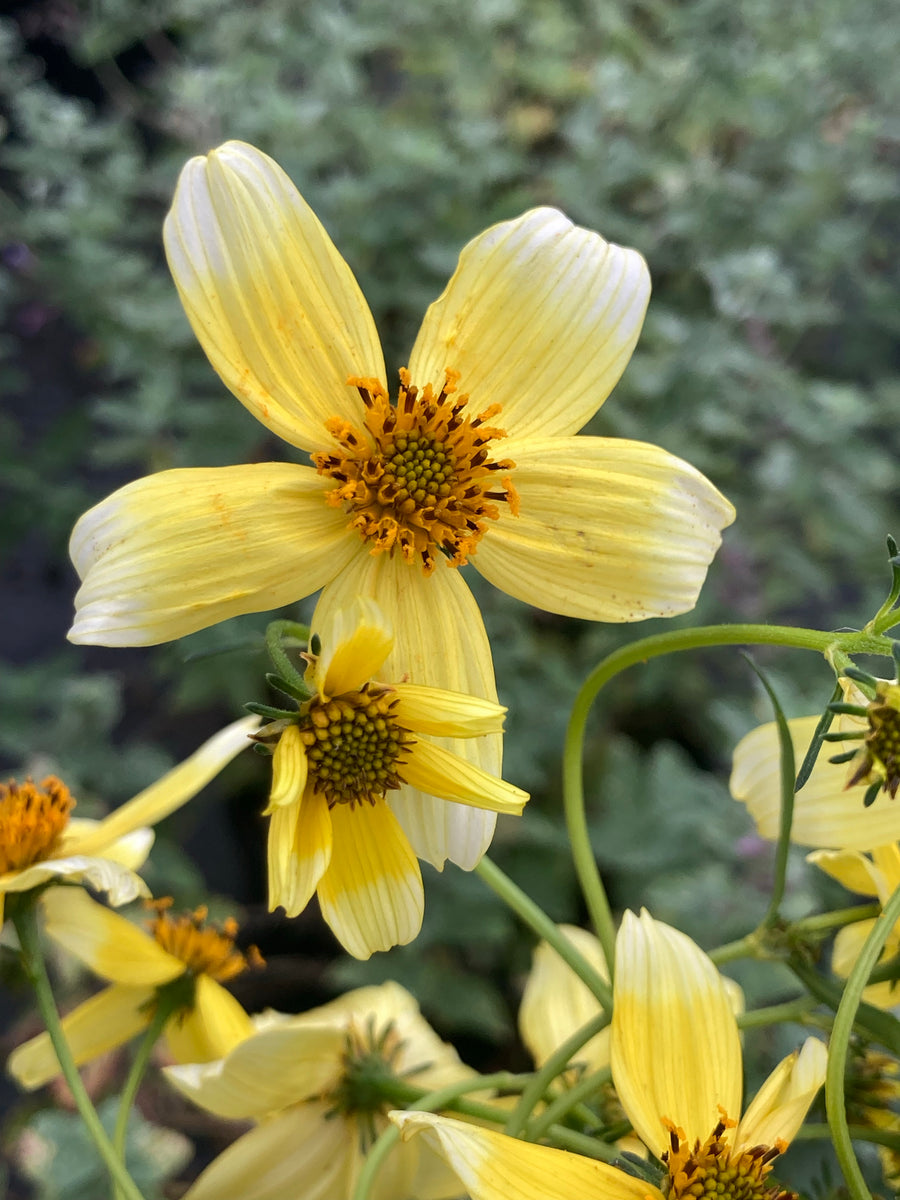 Bidens Hannays Lemon Drop Champion Plants