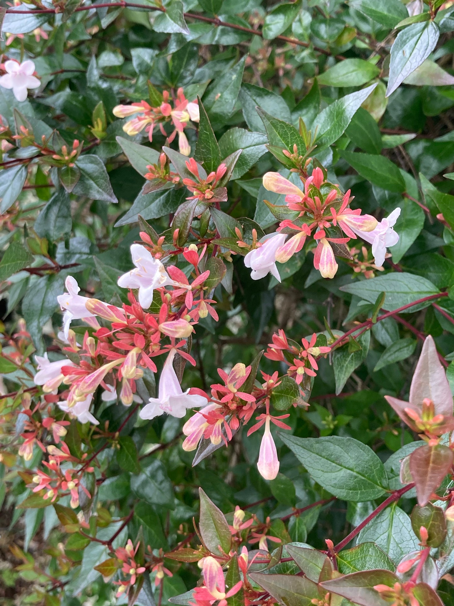 Abelia grandiflora - Champion Plants