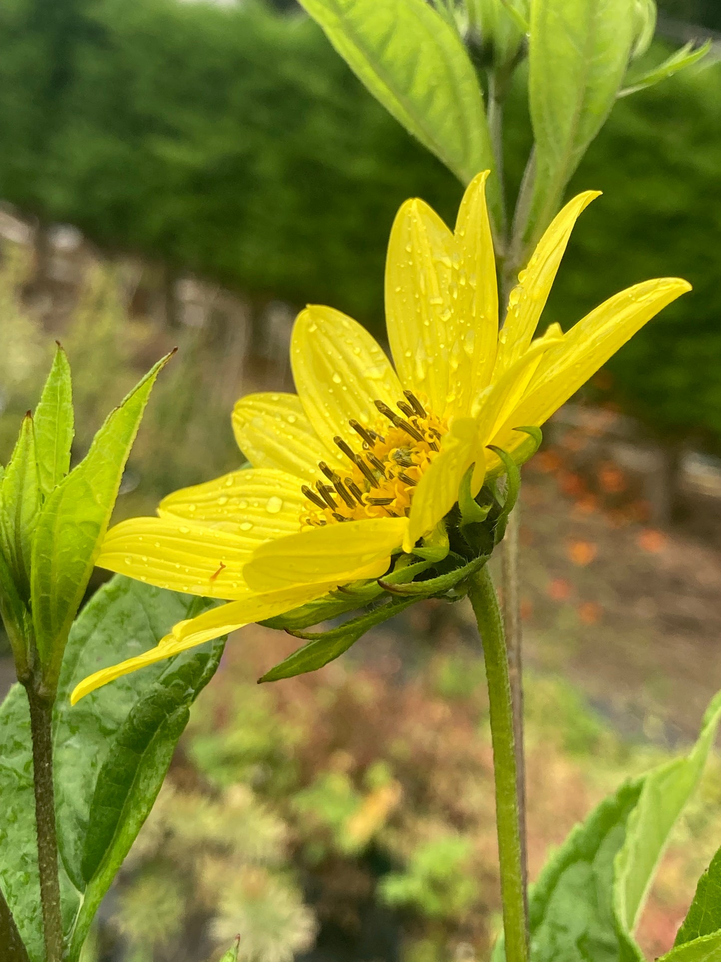 Helianthus Lemon Queen - AGM - Champion Plants