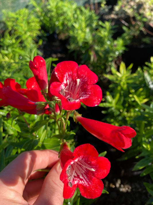 Penstemon King George - Champion Plants