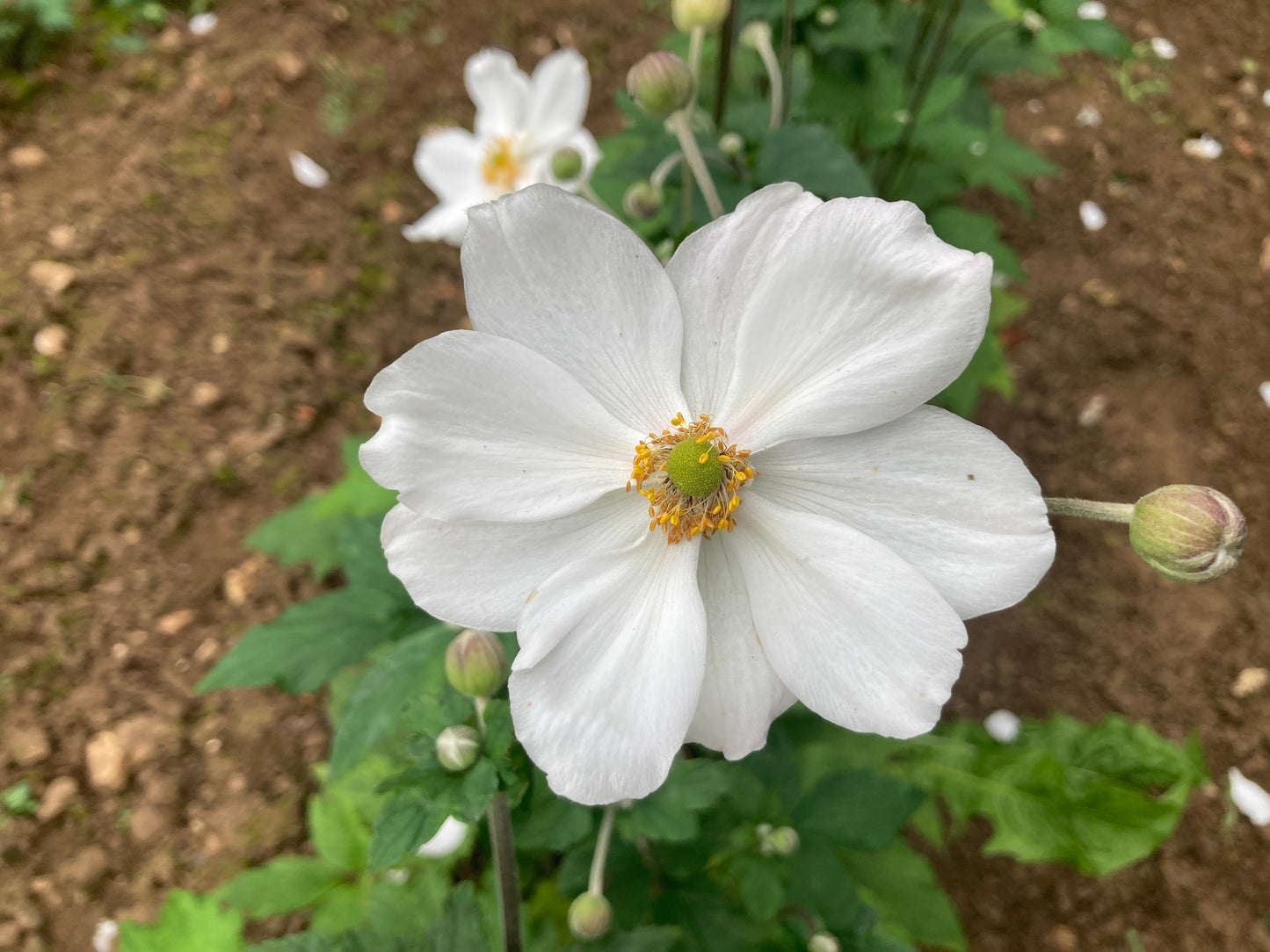 Anemone × hybrida 'Honorine Jobert' - Champion Plants