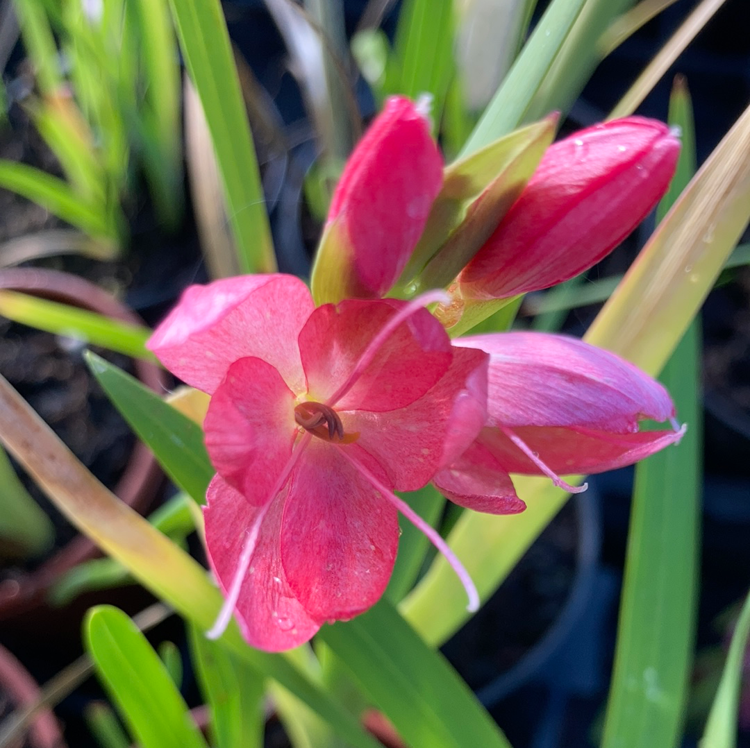 Hesperantha coccinea 'Fenland Daybreak' - Champion Plants
