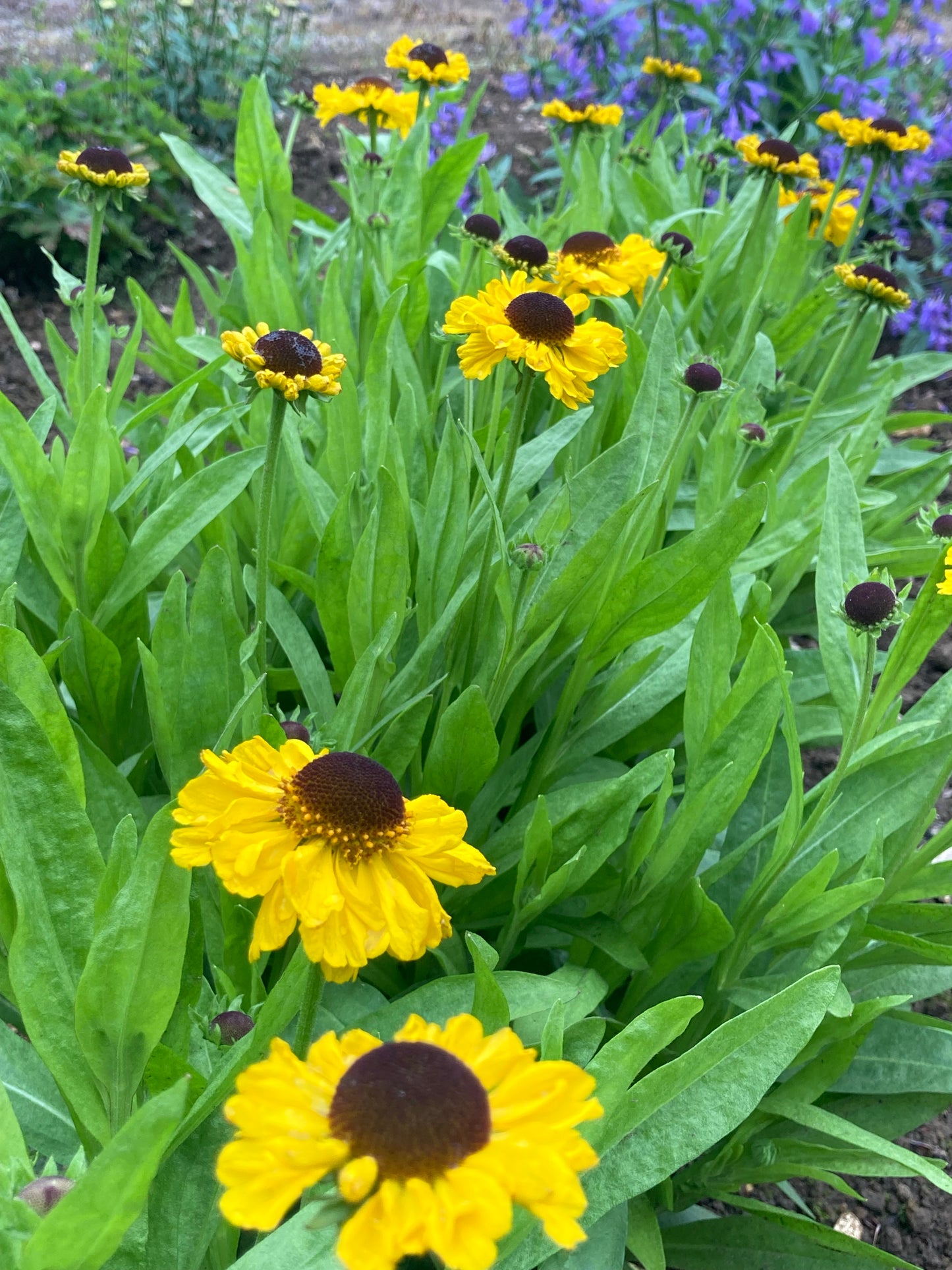 Helenium The Bishop - Champion Plants