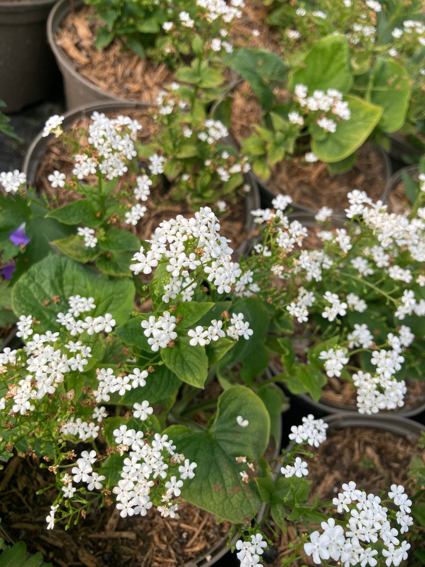 Brunnera macrophylla Betty Bowring - Champion Plants